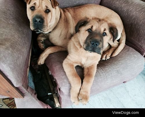 Shar peis 