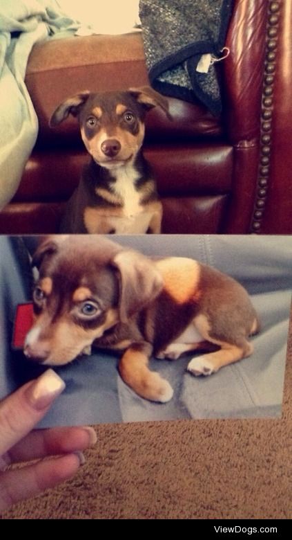 The transformation of my puppy cash