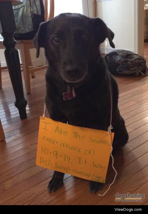 Science project gone wrong

My dog is not allowed on the second…