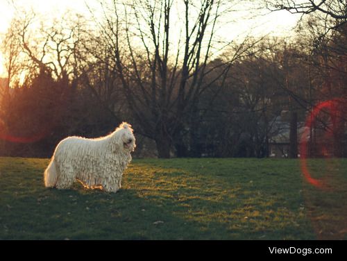 {x}{x}
Would You Rather…
Have a Komondor or a Puli?