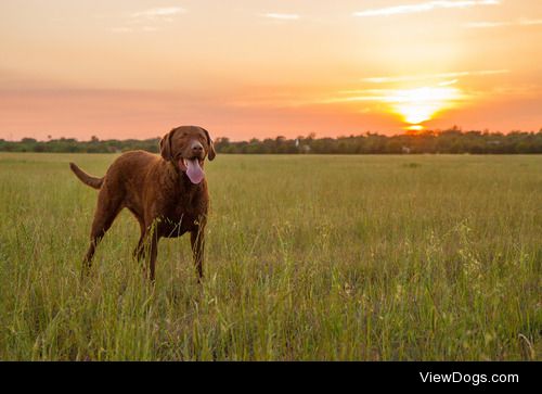 {x}{x}
Would You Rather…
Have a Chesapeake Bay Retriever…