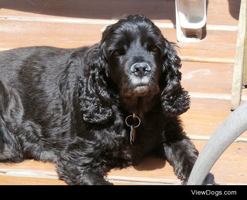 This is Jamie! He’s a ten year old Cocker Spaniel who…