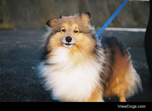 Coda :) He is a Shetland Sheepdog