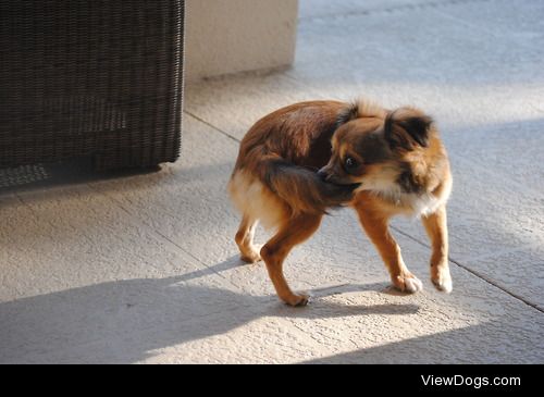 This is Baxter!! He’s adopted from life4paws in LA, and is…