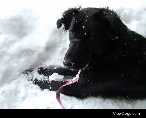 This is Sierra, my beautiful rescue dog (probably a border…