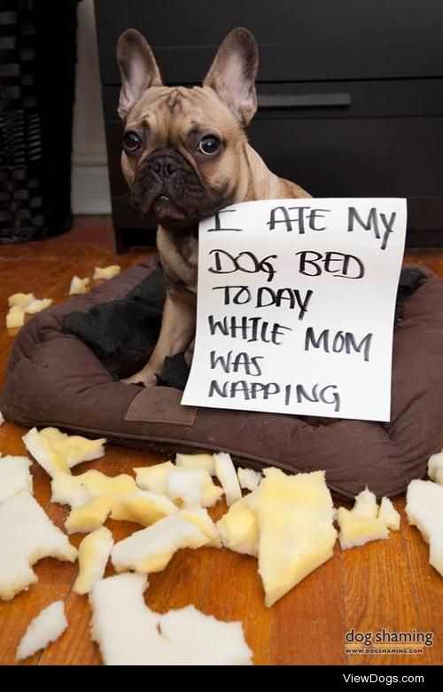Ceci n’est pas un lit

I ate my dog bed today while mom was…