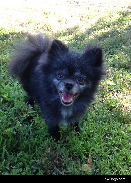 My little pal, Oakley. He’s a two year old Pom