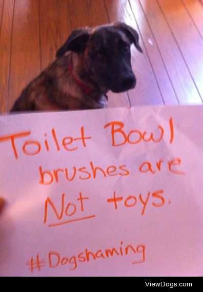 Posey’s “Potty Mouth”

Toilet Bowl brushes are NOT toys….