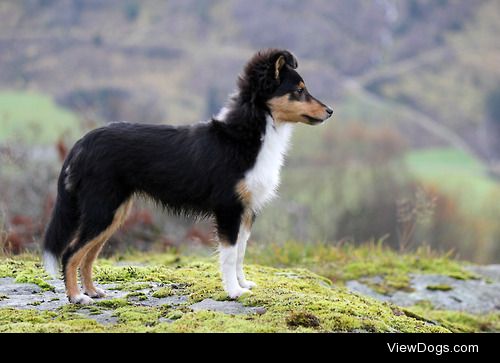 spartathesheltie:

Almost 5 months, and showing off some of her…