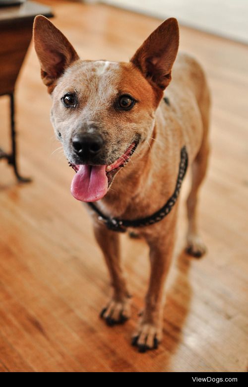 Trunks the cattle dog