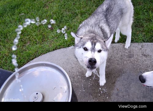 huskyhuddle:

Hubble’s fountain experience. He isn’t so good at…