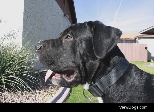 Reptar the Great Dane/Mastiff mix is incredibly photogenic.