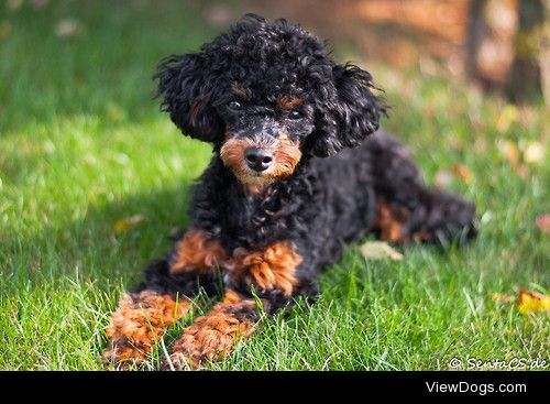 miniature poodle 6 months young


Senta CS