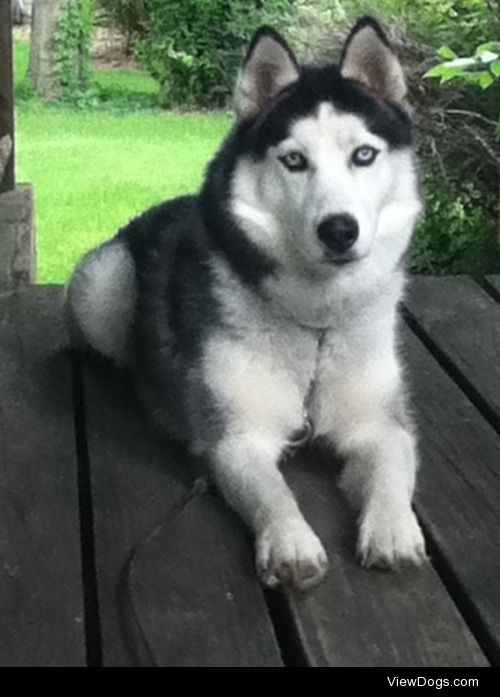 My amazing Siberian Husky. Her name is Snow White. (: