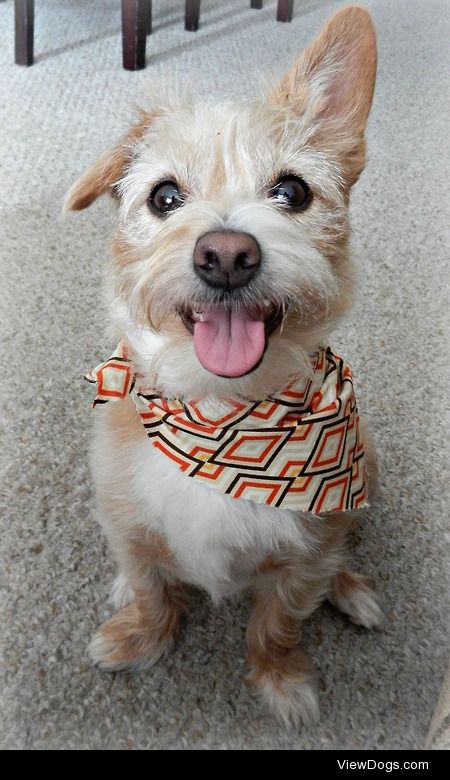 Setta – 2 year old Yorkie, Westie and Scottie mix. 
See more at…