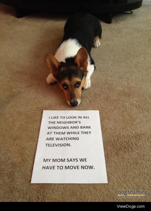 Peeping Corgi

I like to look in all the neighbor’s…