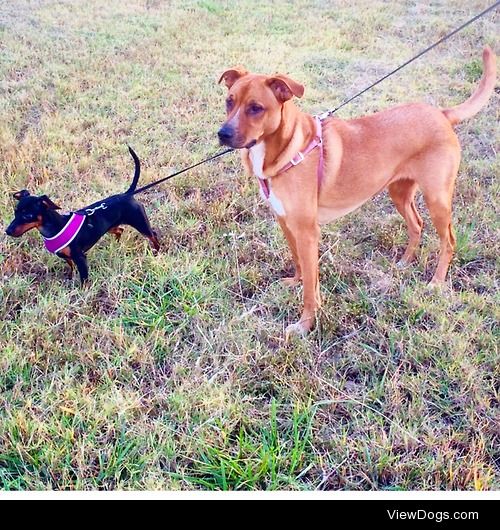 Lucy is a Chiweenie and Luna is a lab mix!