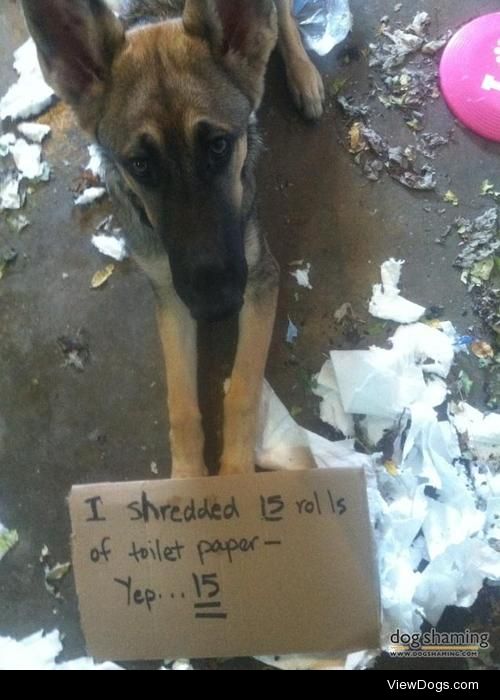 Everyone needs more fiber…

I shredded 15 rolls of toilet paper….
