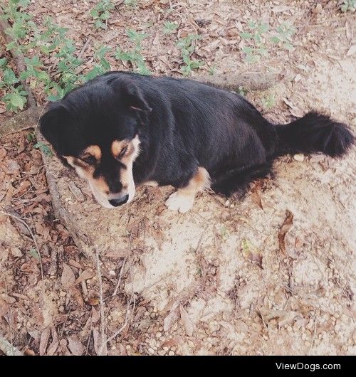 Aurora – half chow chow, half guardian angel. (blog / instagram)