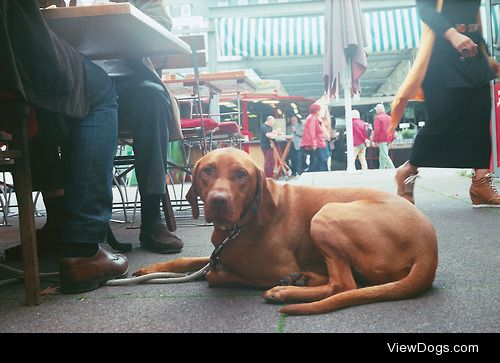 Just some dog I saw on the streets in Dusseldorf that I thought…