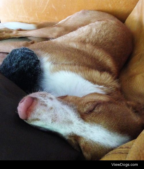 Cody – so tired, Podenco Andaluz