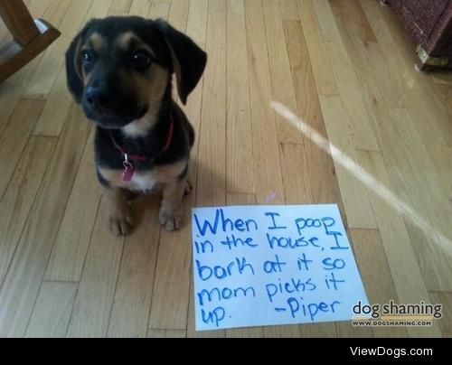Poo Alert!

When I poop in the house, I bark at it so Mom picks…