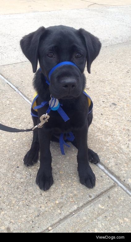 this little guy takes his service dog training very seriously :)