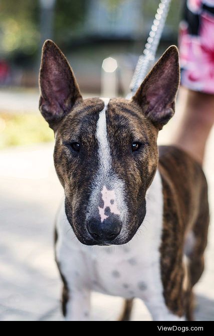 bullterrierlove:

Yogo the Bull Terrier by DANG3Rphotos on…