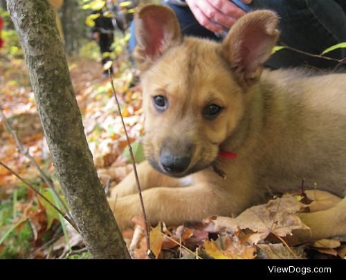 Dawson the 9 week old Husky/German Sheppard/Lab mix from…