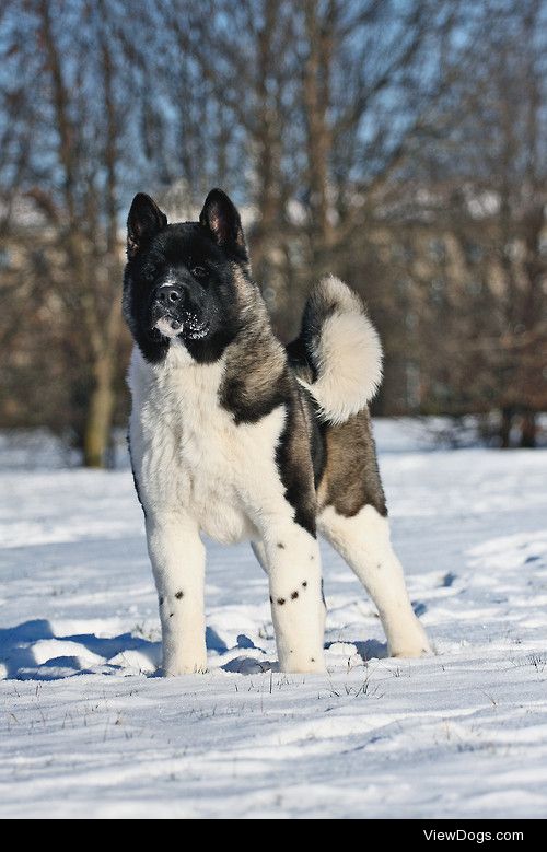 Akita!


Sandra (Nikodema)