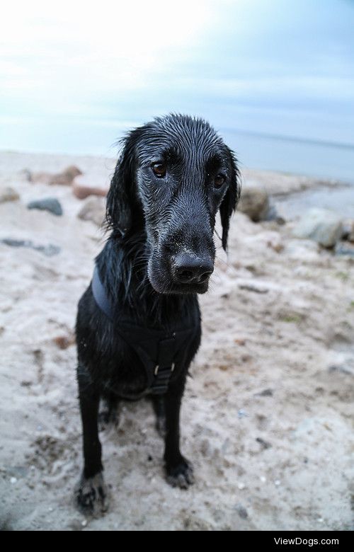 Flat Coated Retriever “Hugo”


Wolfgang Grassl