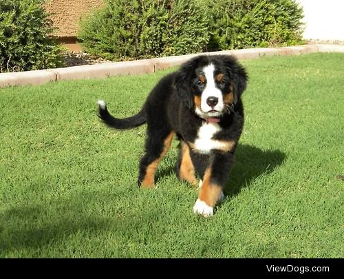 Little Lady, Bernese Mountain Dog