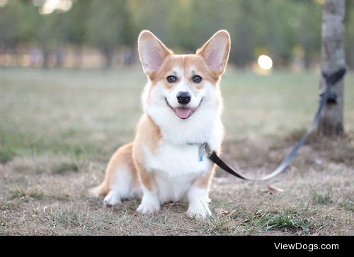 Outdoorsy corgi