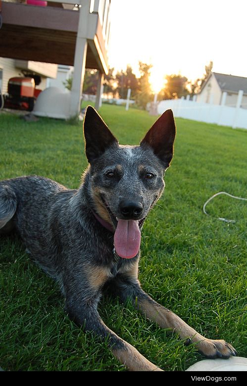 My beautiful and energetic 2 year old ACD, Lilly!