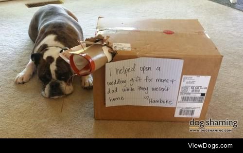 Wedding Gifts

Hambone helped receive our mail today. Bad dog!
