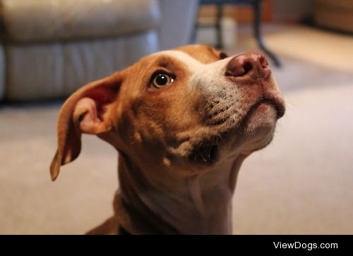 American Staffordshire Terrier named Drogo