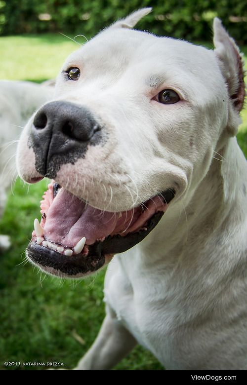 fyeahcanines:

Locca aka Kaya Magnifico Blanco (by Katarina…