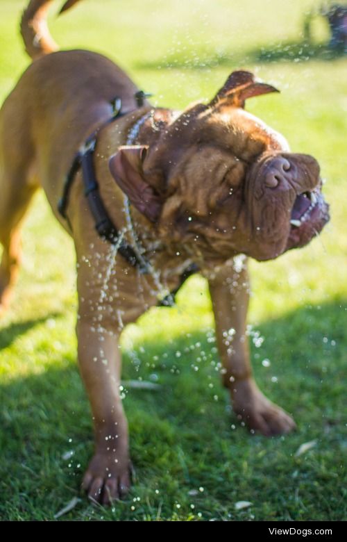 merlothedogue:

Merlo in various stages of exploding….