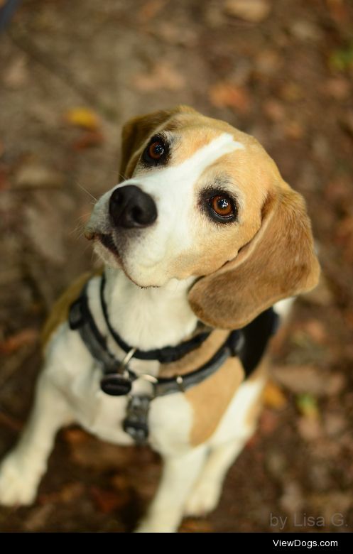 Jonny begging for food while we were exploring the woods once…