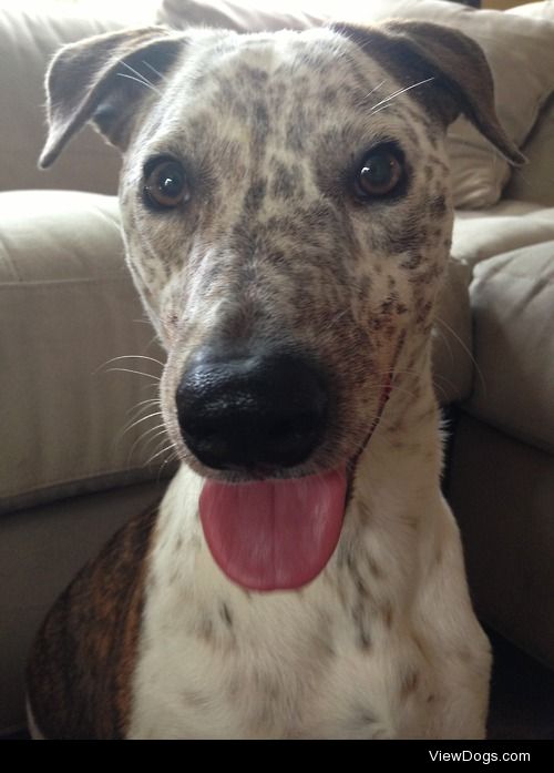 My baby, Pongo, a Catahoula Australian Shepherd mix