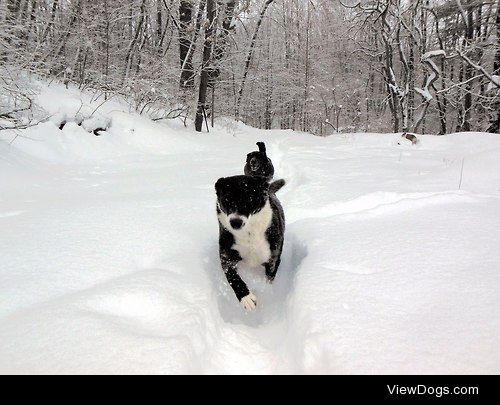 This is Dog our bordercollie mix, he loves playing in the snow,…