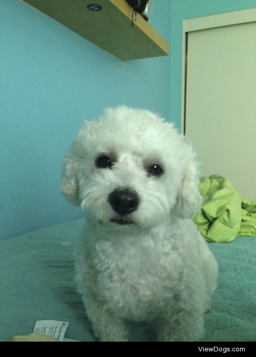 Tired Bichon Frisé.