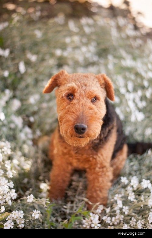 Dog on flower bed


Christopher Cullen