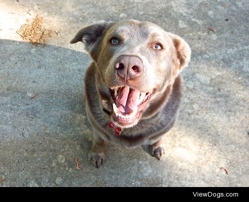 this is my sweet dog Jake – a three year old silver lab &…