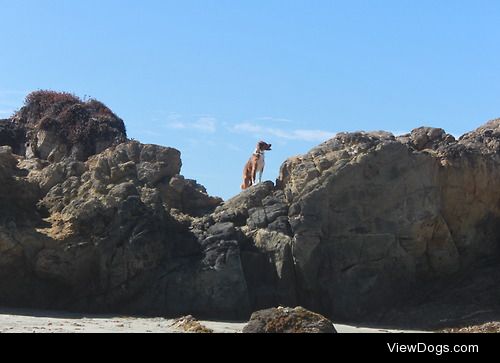 My boyfriend and I went to Big Sur a couple weeks ago and…