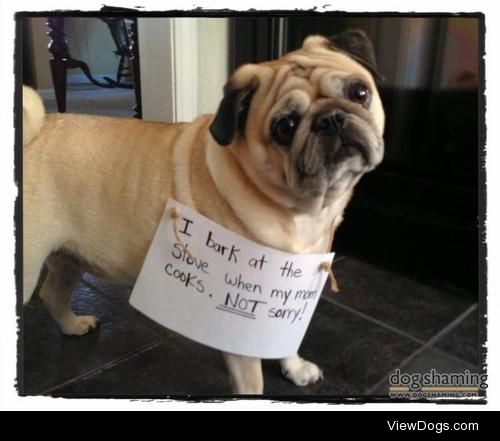 Mom’s Cooking

Barks at the stove when cooking.