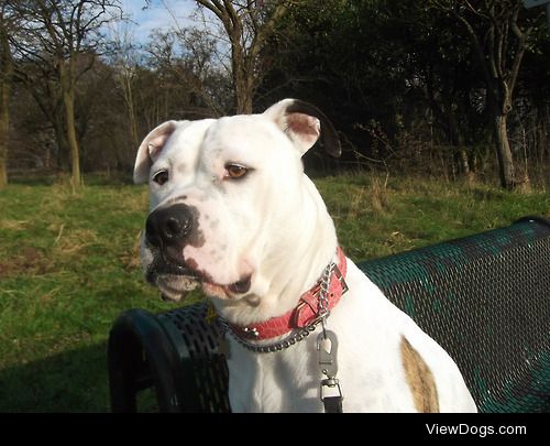 Missy is a 4y/o American Bulldog & the luv of my life
My…