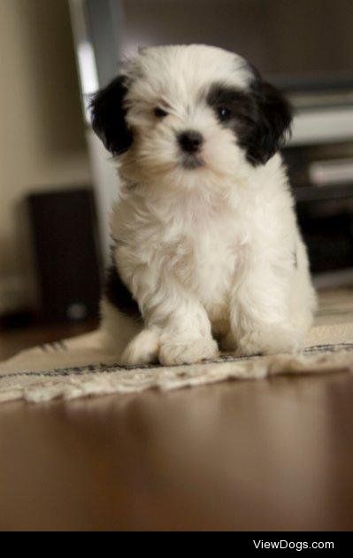 Here is Roxy, she’s a mixed breed of Shih-Tzu and Maltese.