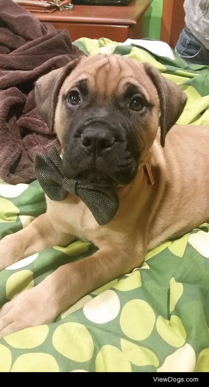 This is my 10 week old pure bred bullmastiff, Forrest. 