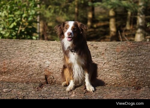 enispena:

Kalou had a nice walk in the woods with their friend…